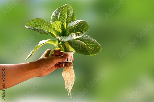 Hand of young man holding a white hydroponic pot with vegetable seedlings growing on a sponge isolated on green blurred background with clipping path. Grow vegetables without soil concept. photo