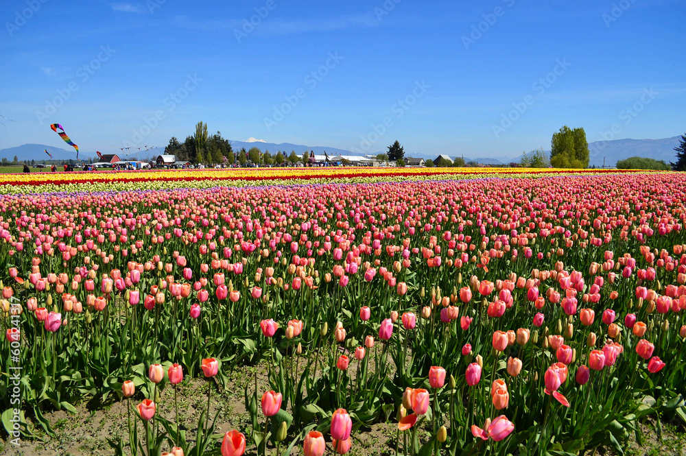 Kites Flying in Tulip Farm