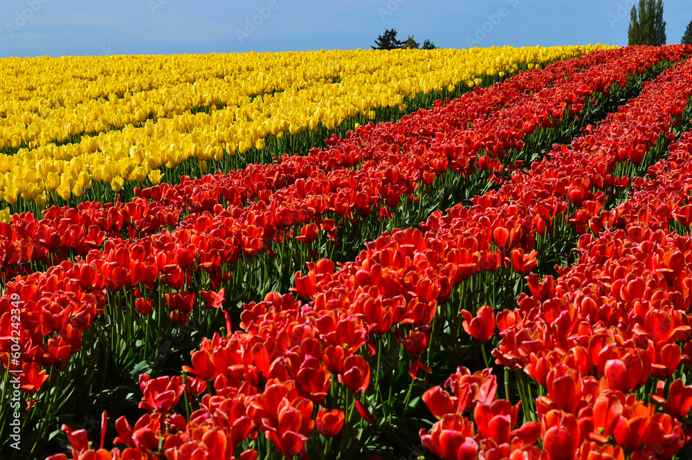 Red and Yellow Rows of Tulips