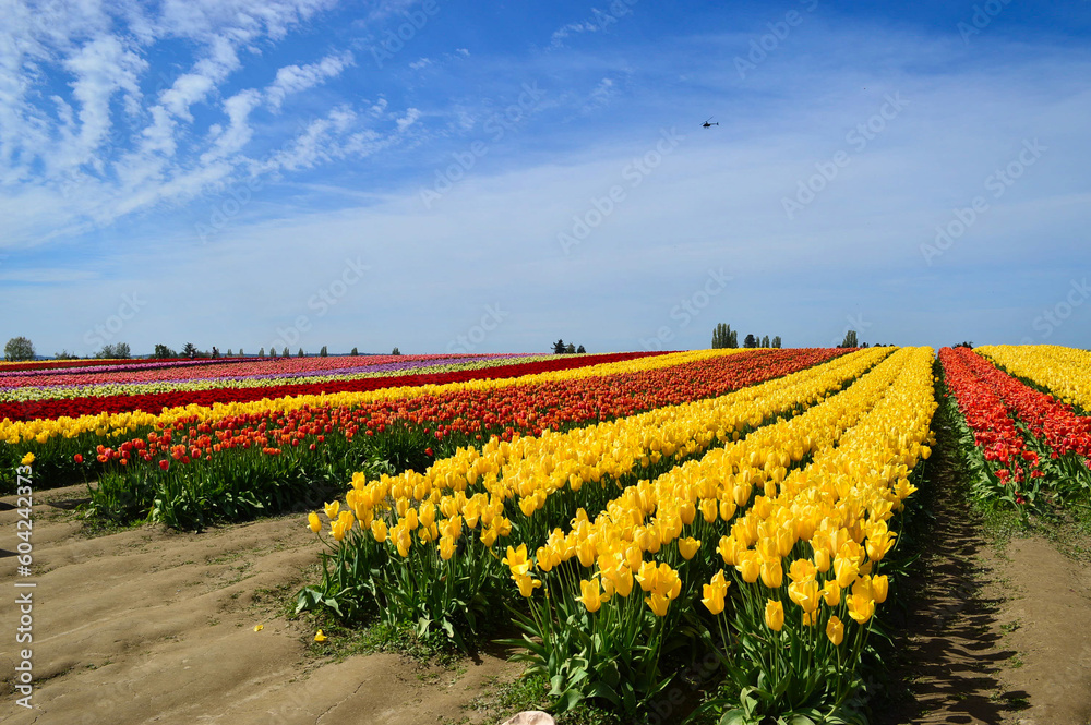 Helicopter Over Tulip Farm