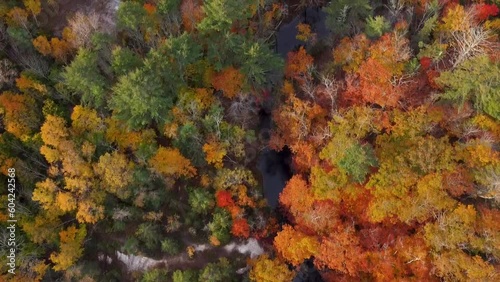 Aerial View of Colorful Treetops at the Peak of Autumn