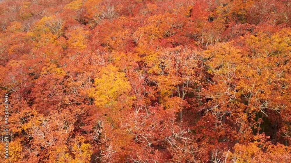Aerial View of Colorful Treetops at the Peak of Autumn Aerial View of Colorful Treetops at the Peak of Autumn