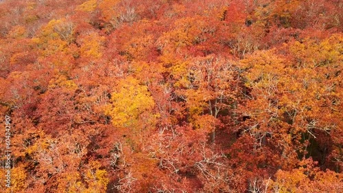 Aerial View of Colorful Treetops at the Peak of Autumn