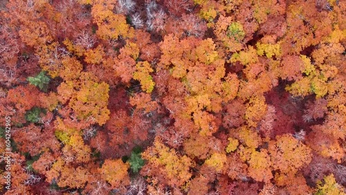 Aerial View of Colorful Treetops at the Peak of Autumn