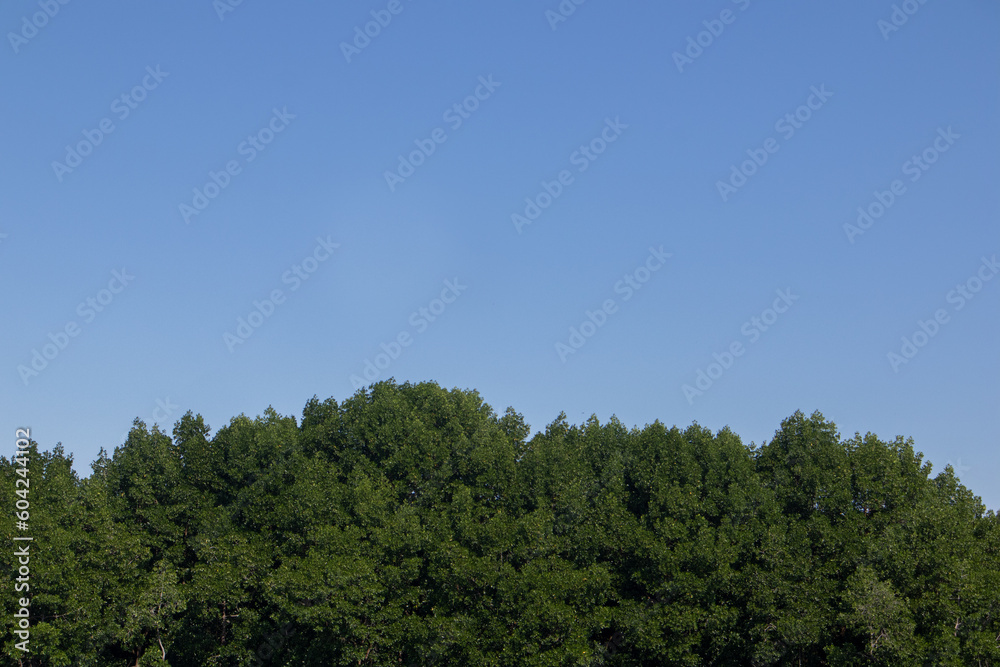 mangrove forest by the sea with a clear sky as a background