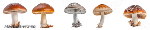 Set of mushroom isolated on transparent background 