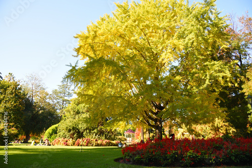 Beautiful autumn leaves tree at Albury Botanic Garden is a great place to relax, enjoy a picnic, go for a casual stroll or sit and appreciate the beauty nature parkland, New South Wales, Australia.