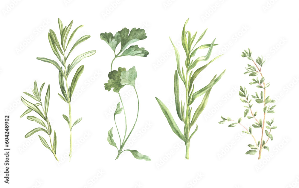 fresh herbs. watercolor botanical illustration of sprigs of rosemary, parsley, tarragon and thyme.