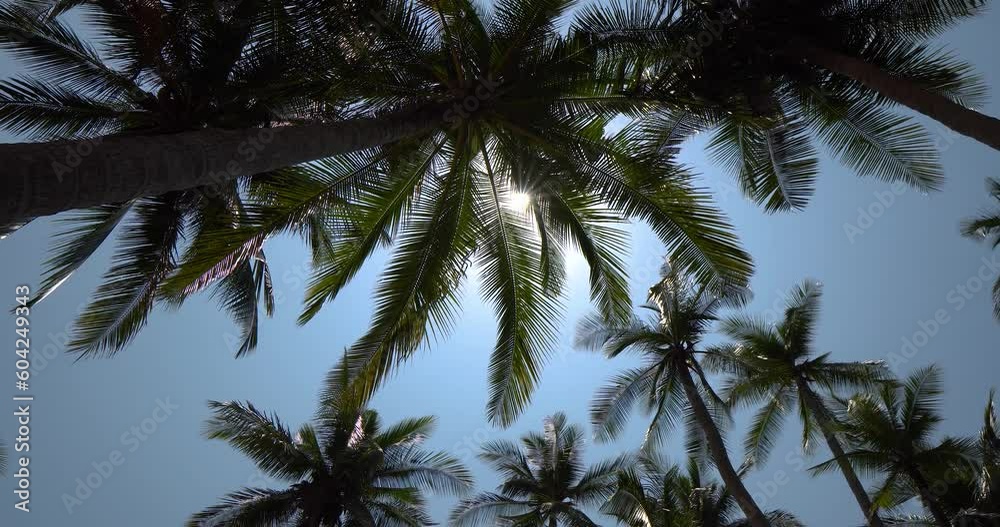 Bottom up view of tropical palm trees with blue screen sky Bottom up view of tropical palm trees with blue screen sky