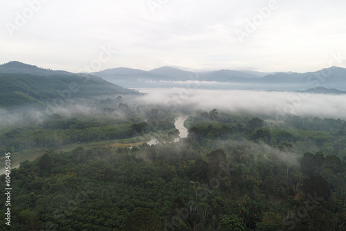 Aerial view tropical rain forest green tree with fog