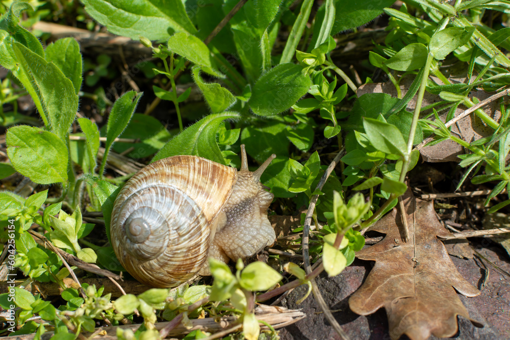 Snail crawling on green grass Snail crawling on green grass