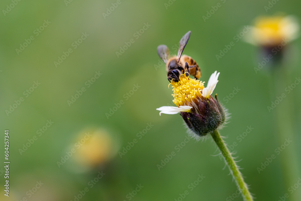 Close up of the bee taking honey from the yellow flower Close up of the bee taking honey from the yellow flower