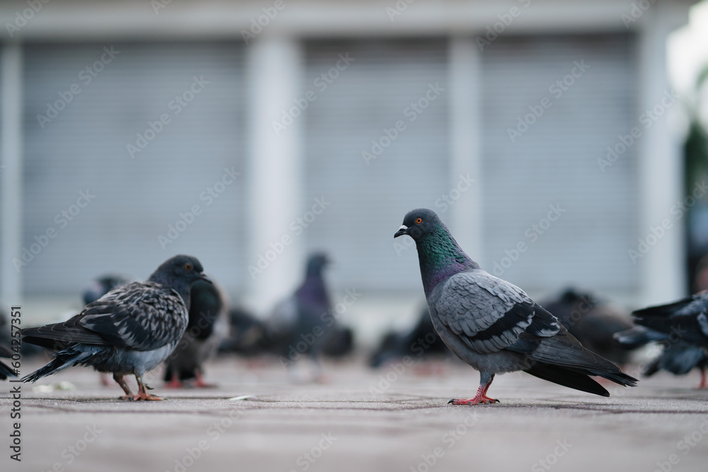 Obraz premium Bunch of pigeon taking their food