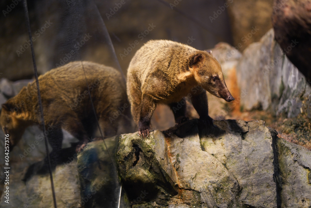 Ringtailed coati living in the aquirium zoo rocky land. Ringtailed coati living in the aquirium zoo rocky land.