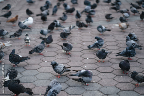 Bunch of pigeon taking their food