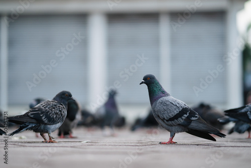 Bunch of pigeon taking their food © JCM
