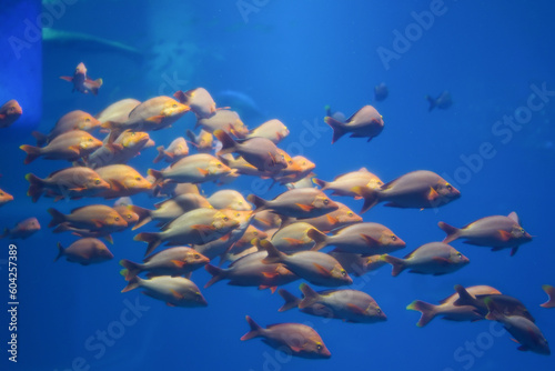 Blurry bunch of Porgy fish swim in the aquarium