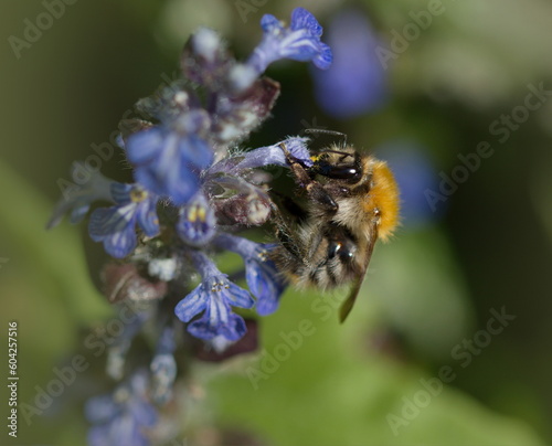 Hummel auf einer Wiesenblume im Frühling
