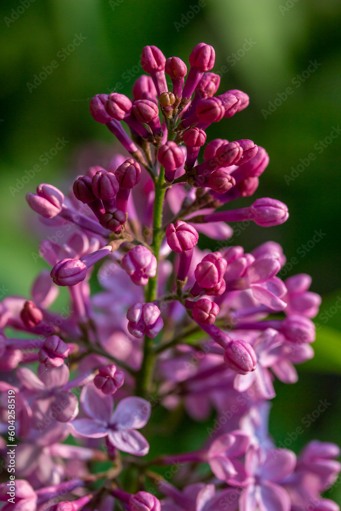 Macro texture background of blooming Persian lilac (syringa persica) flower clusters low angle sunlight Macro texture background of blooming Persian lilac (syringa persica) flower clusters low angle sunlight
