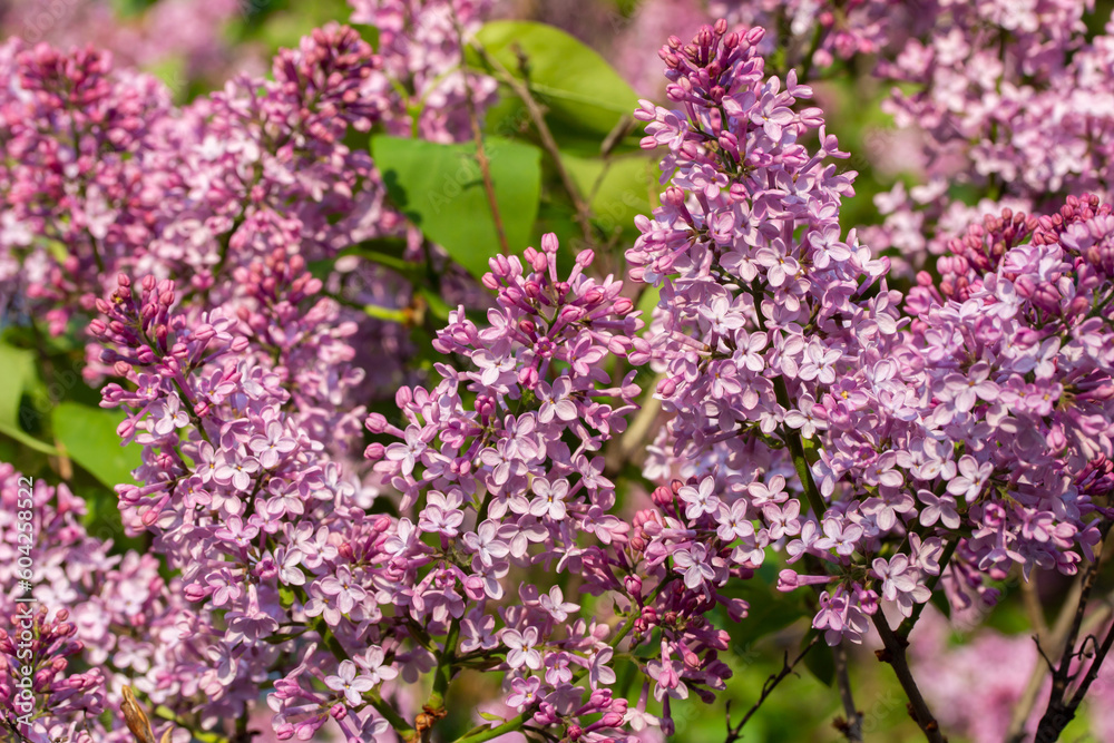 Close up texture background of blooming Persian lilac (syringa persica) flower clusters low angle sunlight