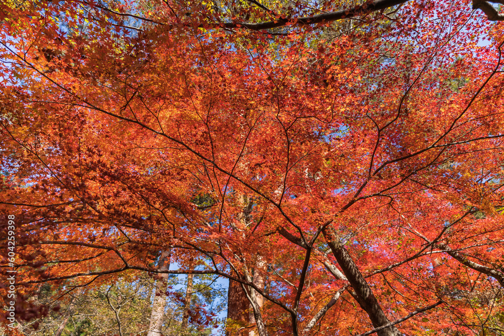 日本の紅葉