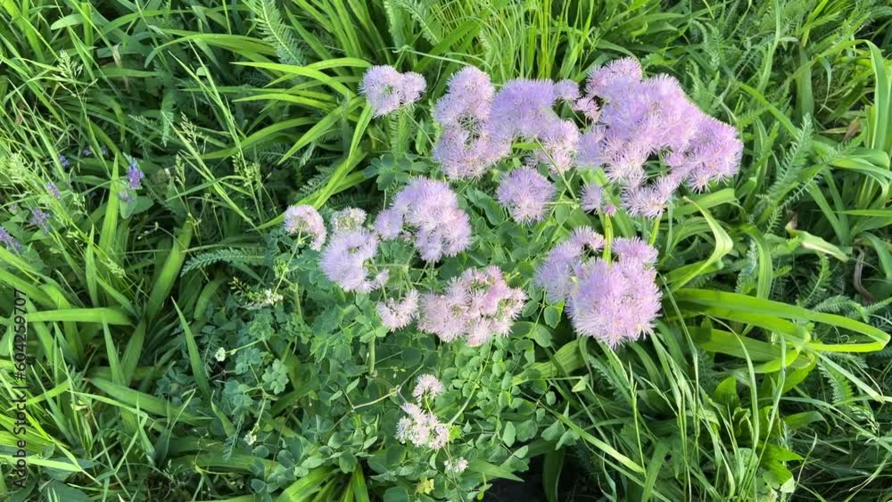 Meadow rue pink flowers in the green grass.