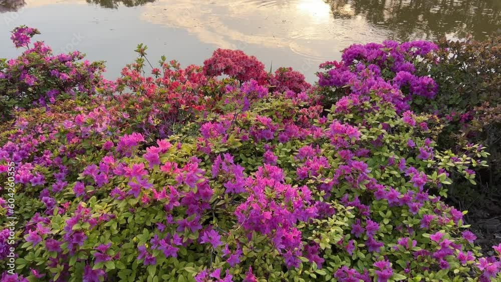 Pink purple flowers rhododendron bush near pond. Pink purple flowers rhododendron bush near pond.