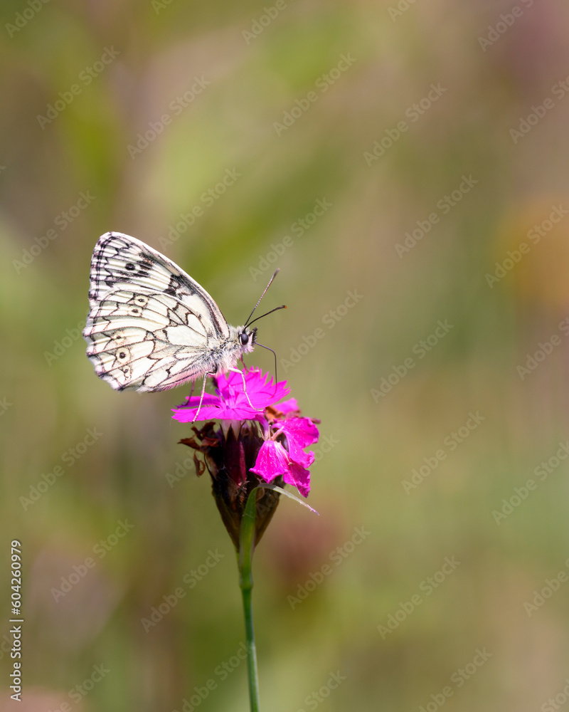 The marbled white - Melanargia galathea resting on Carthusian pink - Dianthus carthusianorum