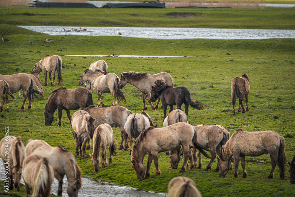 Fototapeta premium Herd of Konik horses in sunlight. Wild horses in Oostvaardersplassen nature reserve Flevoland in Netherlands
