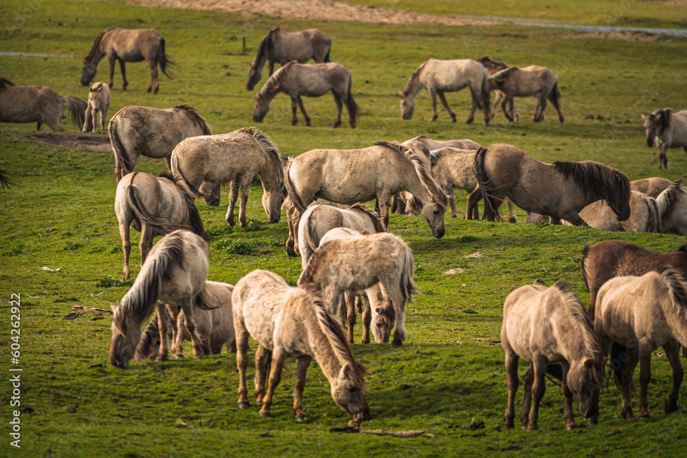 Fototapeta premium Herd of Konik horses in sunlight. Wild horses in Oostvaardersplassen nature reserve Flevoland in Netherlands