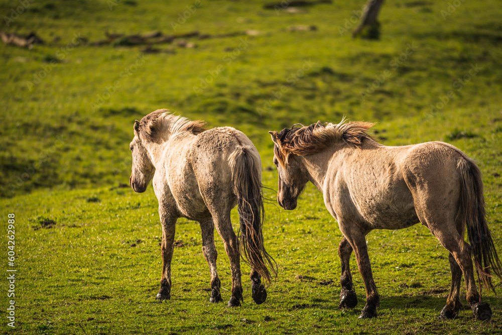 Obraz premium Herd of Konik horses in sunlight. Wild horses in Oostvaardersplassen nature reserve Flevoland in Netherlands