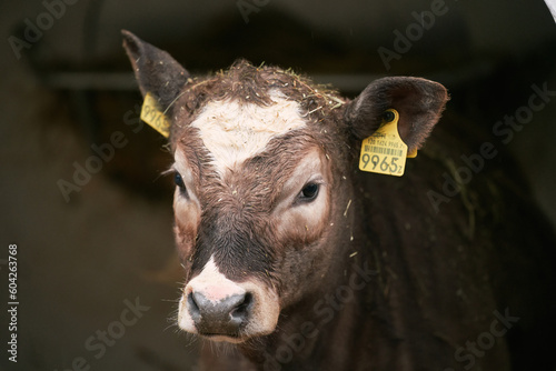 A Swiss cow with a tag at the farm. Concept of making cheese in Switzerland.
