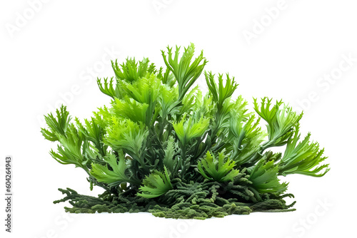 green Aquatic Mosses isolated on transparent background. Generative Ai.