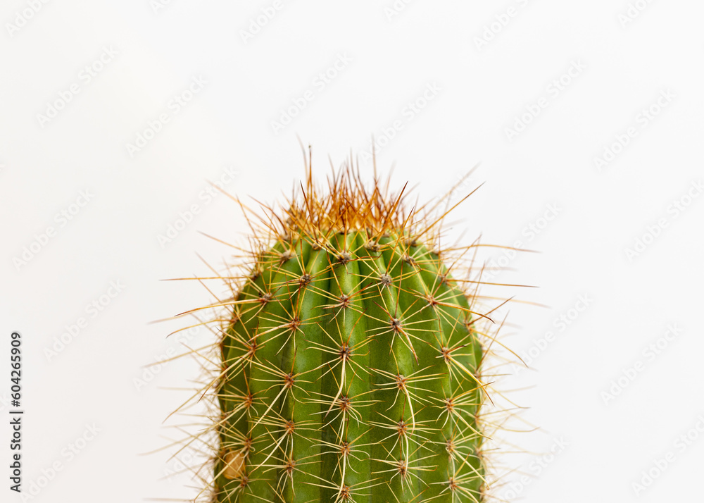 Echinopsis spachiana torch cactus or golden column cactus closeup view on isolated white background Echinopsis spachiana torch cactus or golden column cactus closeup view on isolated white background