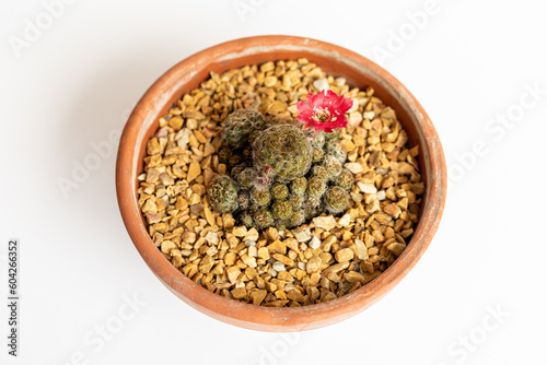 High angle view of a rebutia flowering cactus on isolated white background photo