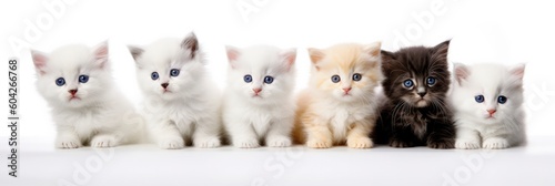 Kittens on a white background. Generative AI © sanneberg