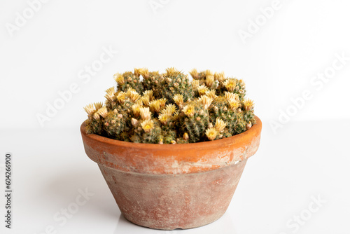 Mammillaria prolifera cactus in a pot on isolated on white background photo