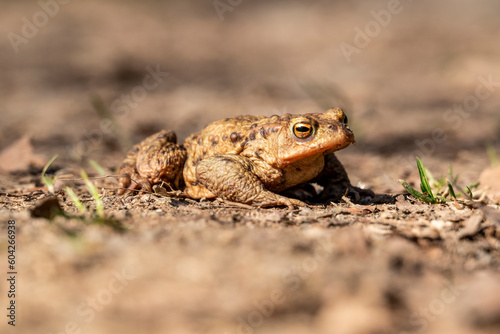 Close-up of a common toad or European toad (bufo bufo), a frog found throughout most of Europe, camouflaged on a forest path in spring at the time of toad migration, Weserbergland, Germany