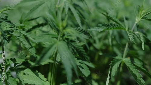 Marijuana leaves growing outdoors swaying in the wind. Closeup shot of a wild growing cannabis field. Shot of cannabis plants growing in open in the wild or nature.