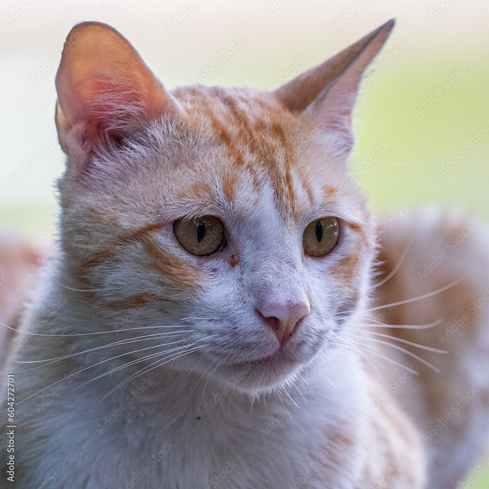 Domestic cat Domestic cat