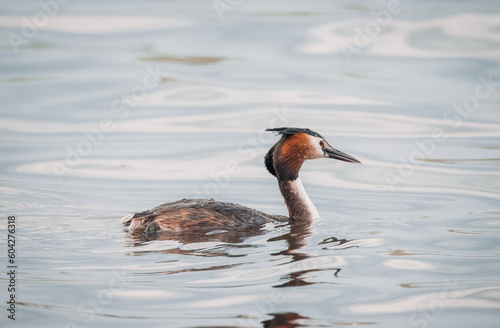 Great crested grebe (Podiceps cristatus) swims in the water on spring sunny evening. Large bird with red eyes, long bill close-up portrait. photo