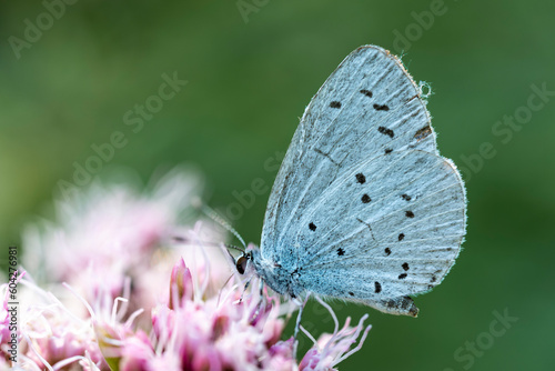 Beautiful macro close-up photo of a holly blue butterfly (Celastrina argiolus)