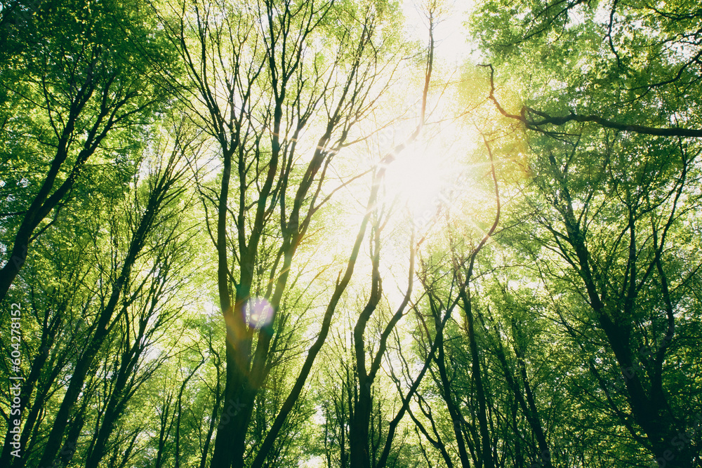 Fototapeta premium Looking up at a tree canopy in a forest