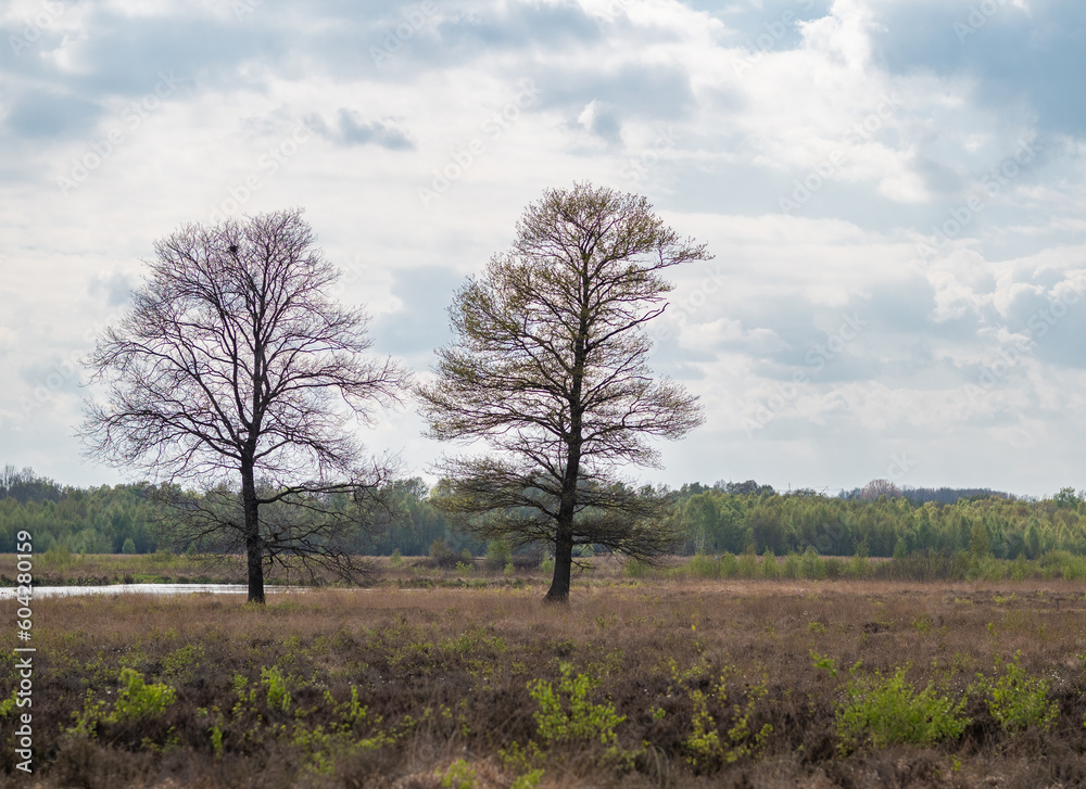 Fototapeta premium Bog Grosses Torfmoor in Germany.