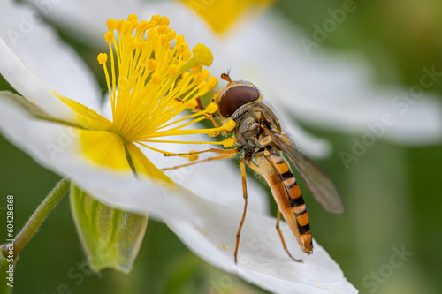 Schwebefliege sammelt Nektar an einer Sonnenröschen-Blüte (Helianhemum)