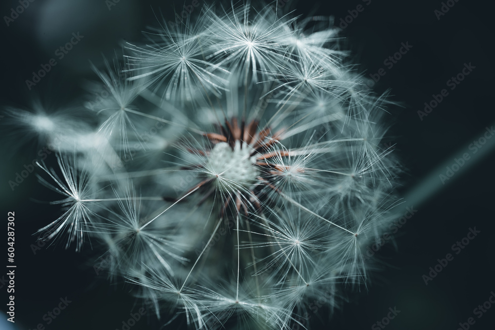 Fototapeta premium Pusteblume