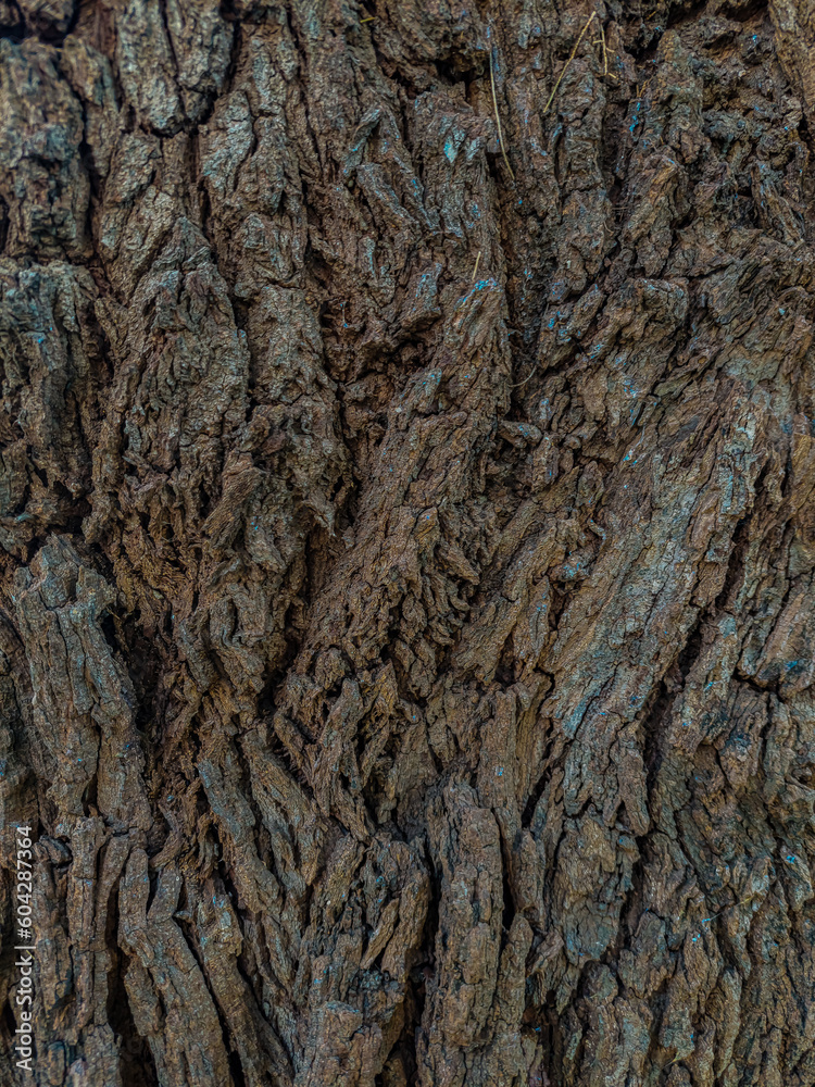 bark of a tree bark of a tree
