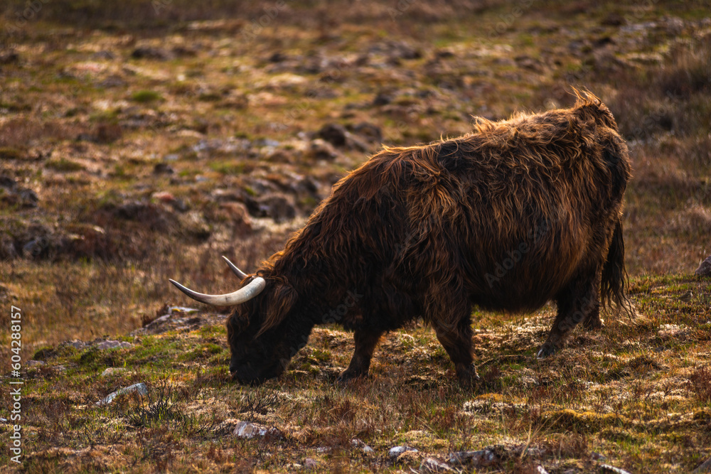 Highland cows in field, isle of skye, Scotland Highland cows in field, isle of skye, Scotland