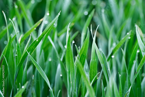 Green grass with dew drops close-up. Natural background. © Neils