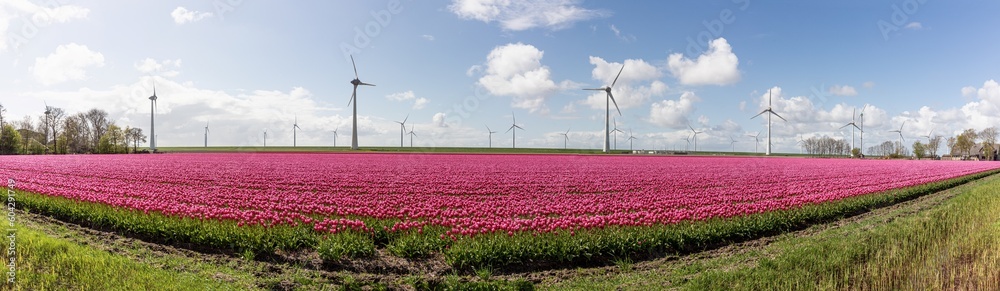 Blühendes Tulpenfeld vor einem Windpark im Nordoostpolder in den Niederlanden